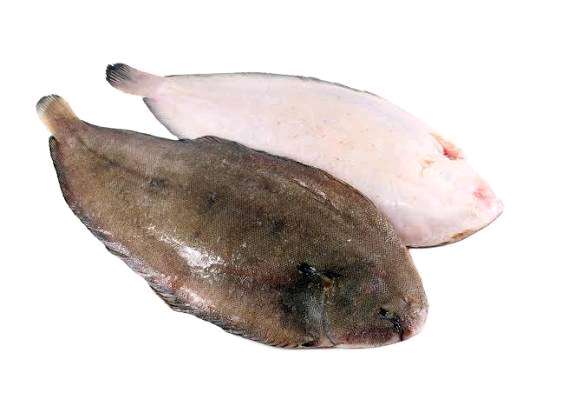 6 Montes de peixe linguado
