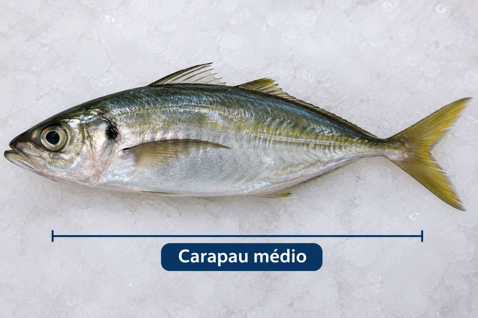 Carapau médio