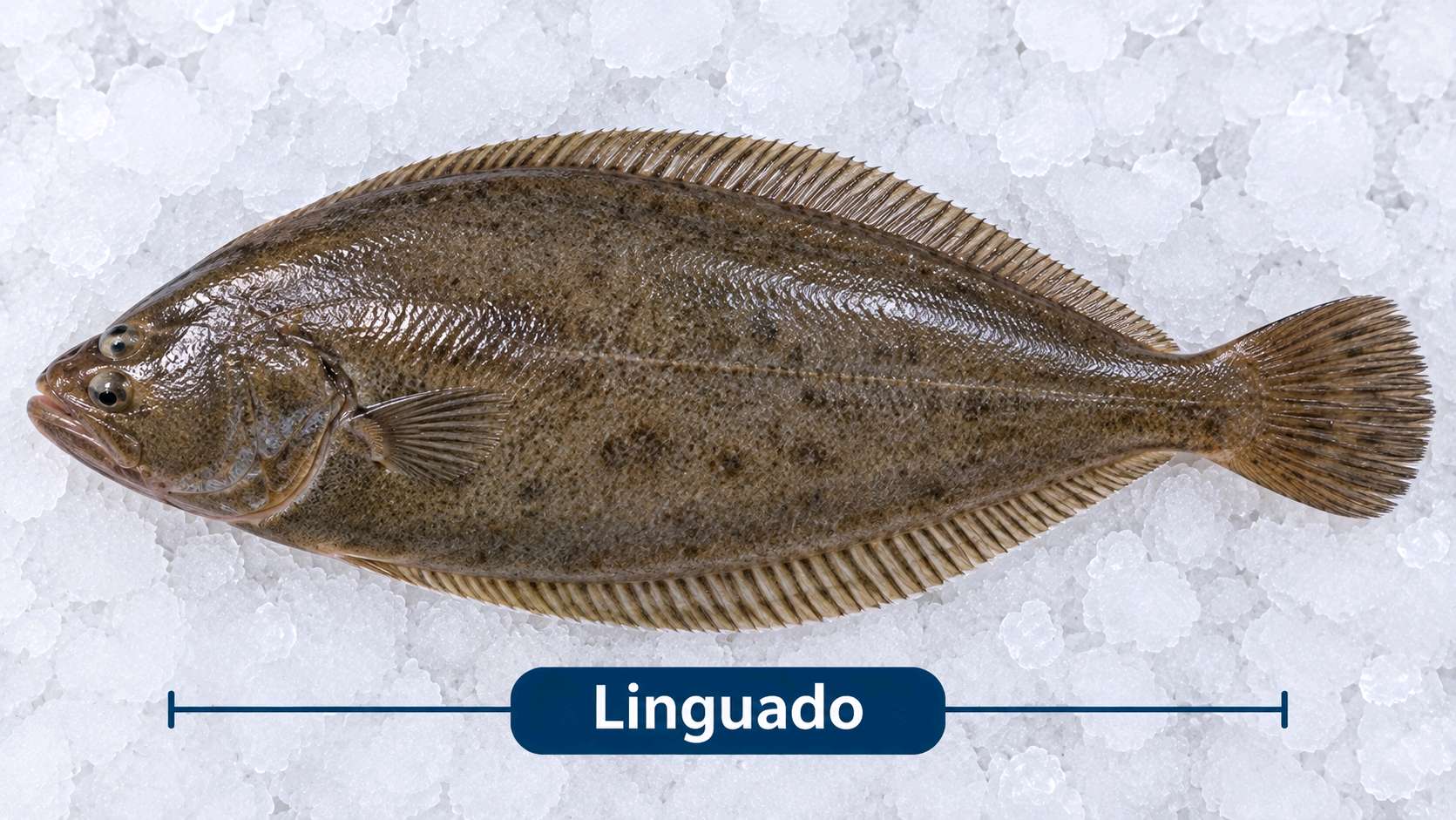 linguado Normal ..6unidades