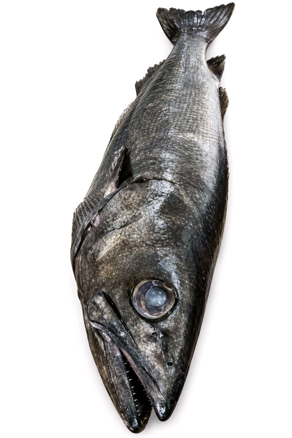 Peixe prego 1 unidade