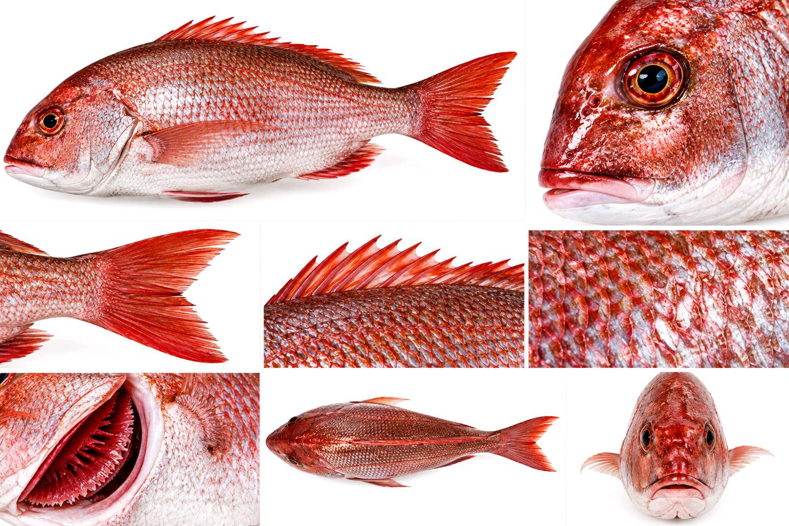 Caxuxu do mar Grosso..8unidades