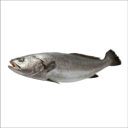 curvina pequena 5uidades