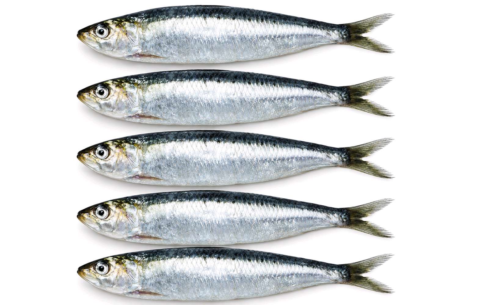 Sardinha..5 unidades