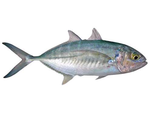 Caixa de peixe carapau grosso