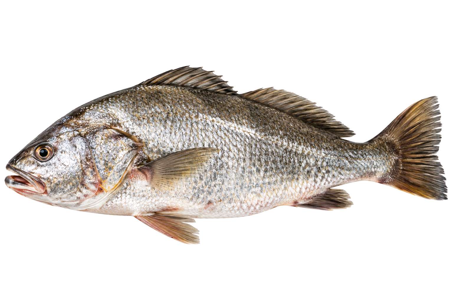 corvina grossa 5 unidades