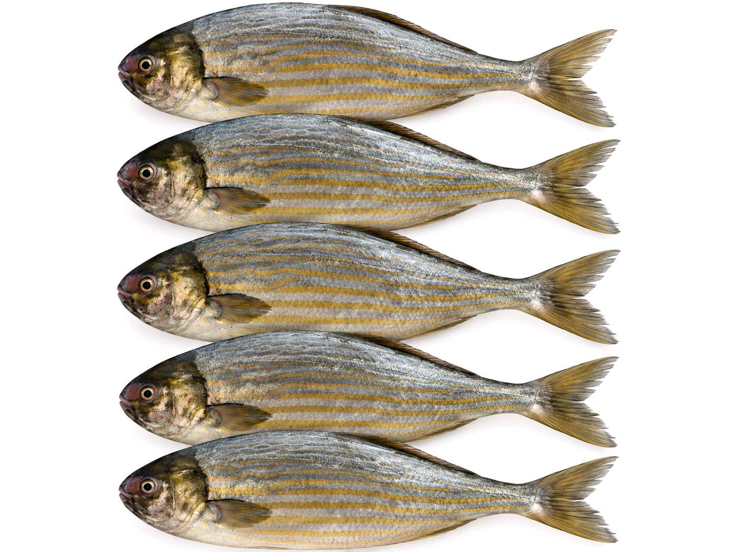 Peixe taco taco 5 unidades