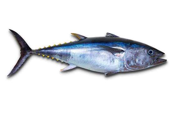 Peixe atum  grosso