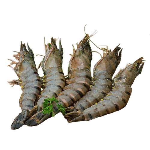 Gamba 20kg